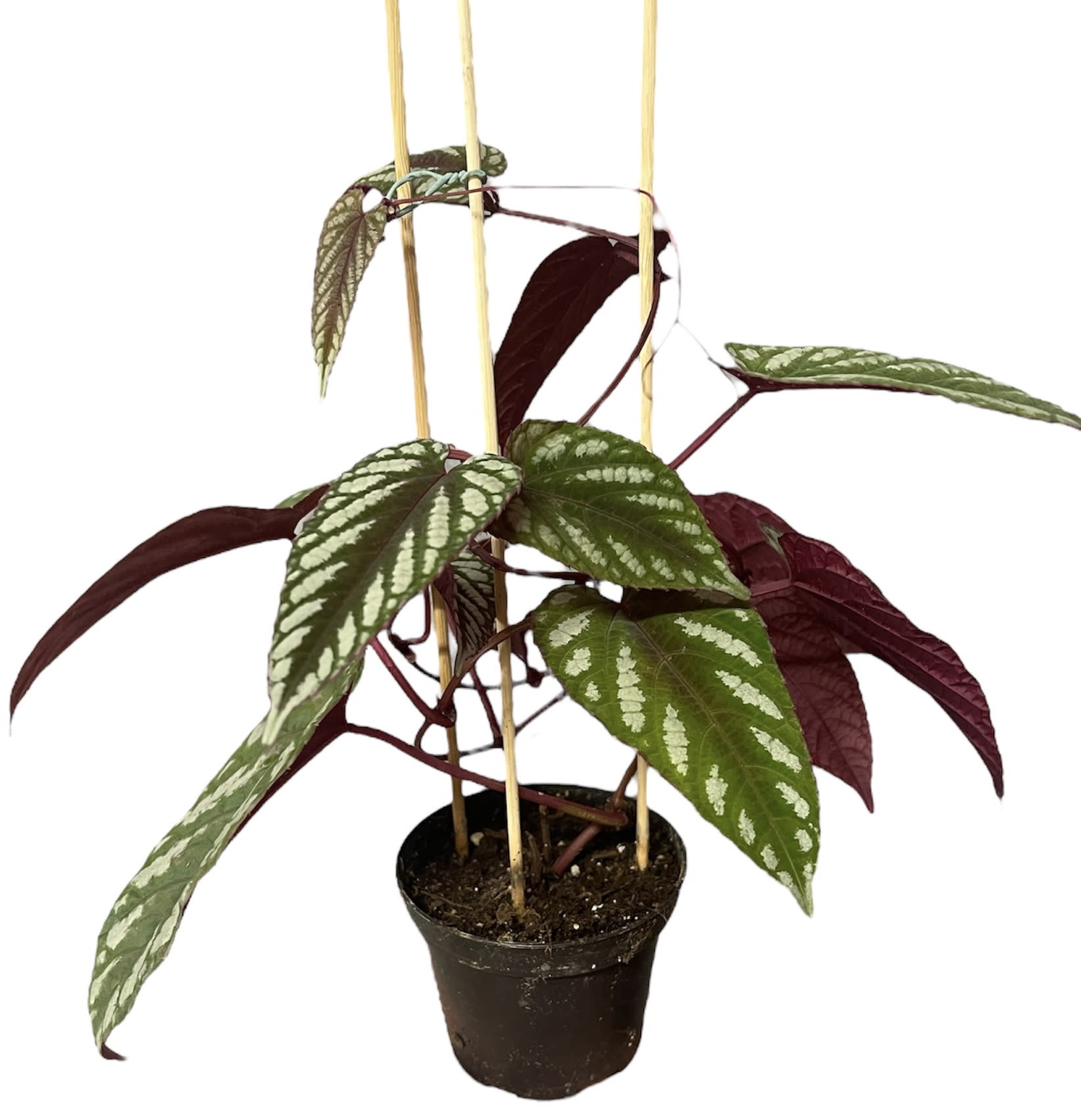 Cissus discolor pyramide 30cm