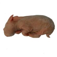 Konijn XXS (35/65gr. p.st.) 0,5kilo