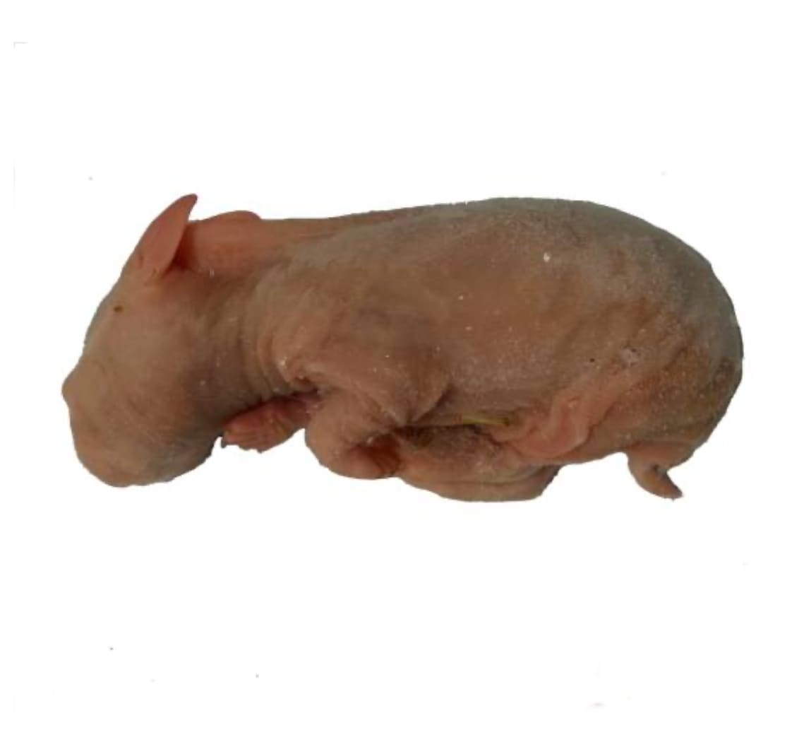 Konijn XXS (35/65gr. p.st.) 0,5kilo